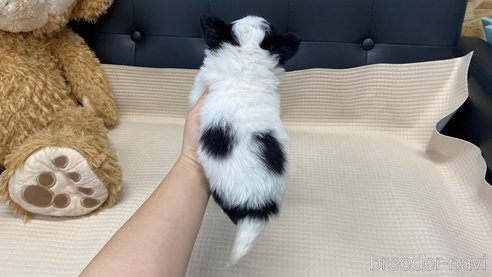 成約済の兵庫県のチワワ(ロングコート)-320454の9枚目